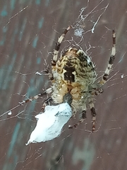 Araneus diadematus