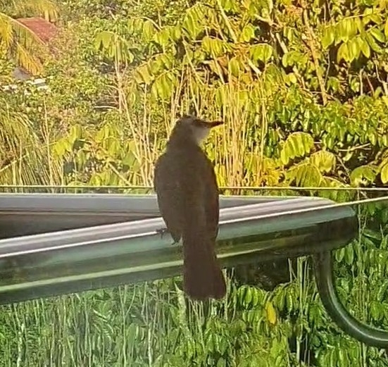 Yellow-vented Bulbul