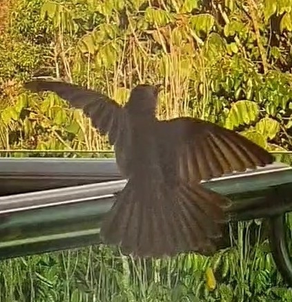 Yellow-vented Bulbul