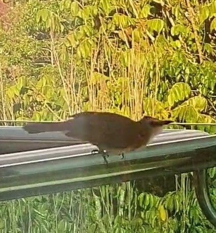 Yellow-vented Bulbul