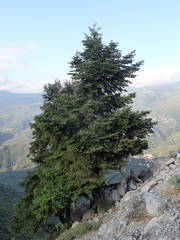 Abies cephalonica