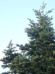 Abies cephalonica