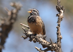 Emberiza tahapisi