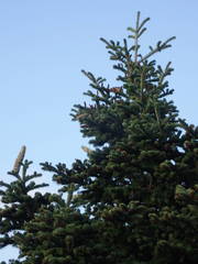 Abies cephalonica