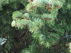 Abies cephalonica