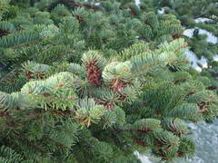 Abies cephalonica