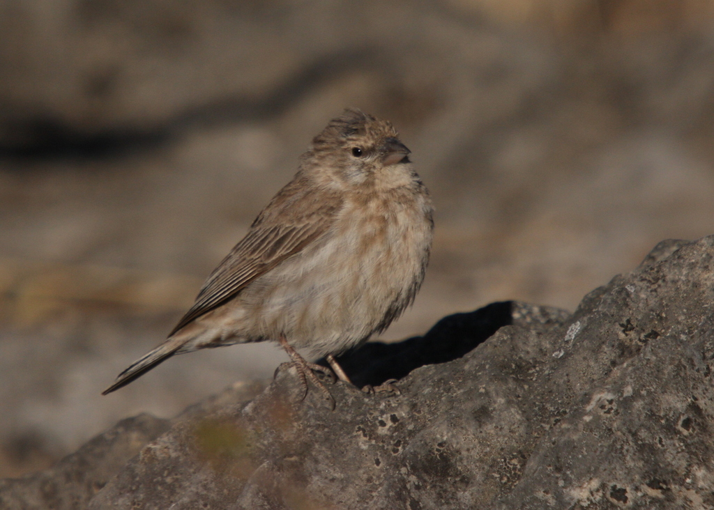 Yemen Serin