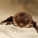 Daubenton's Bat - Photo (c) Gilles San Martin, some rights reserved (CC BY-SA)