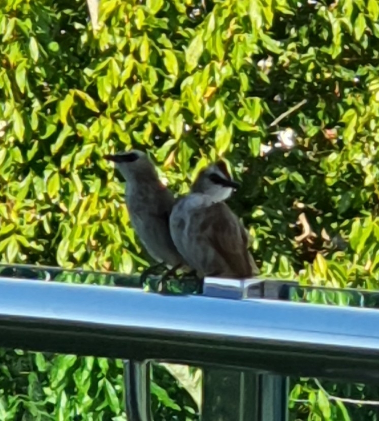 Yellow-vented Bulbul