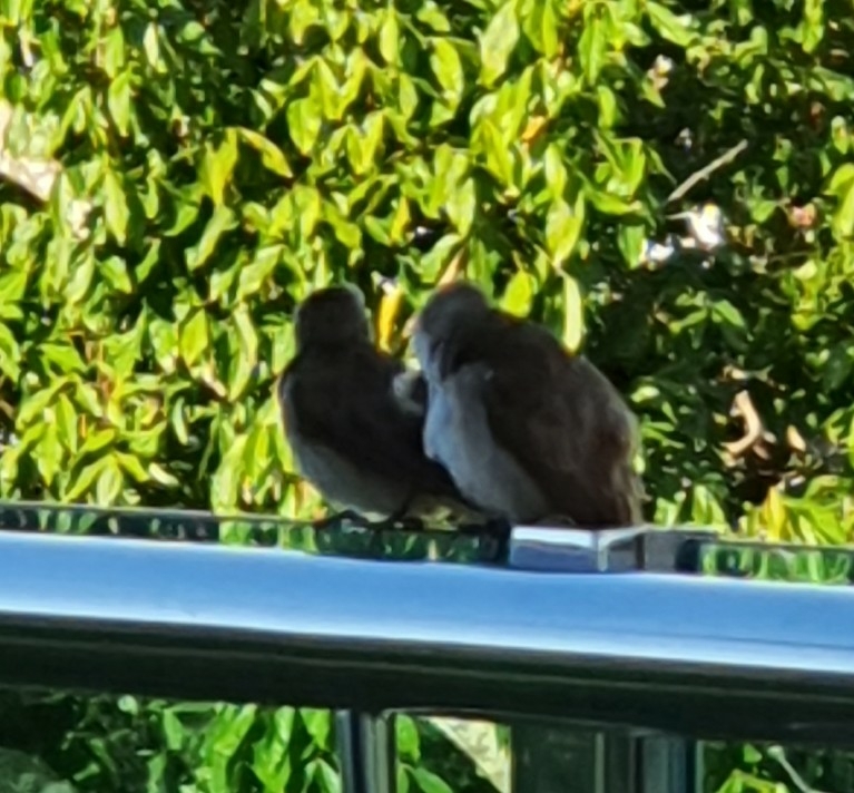 Yellow-vented Bulbul