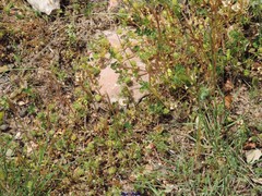 Medicago orbicularis