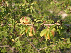 Prunus cocomilia