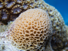 Gardineroseris planulata