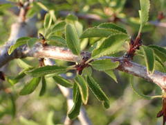 Prunus cocomilia