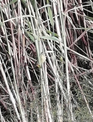 Acrocephalus schoenobaenus