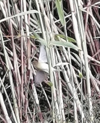 Acrocephalus schoenobaenus