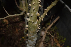 Zanthoxylum martinicense