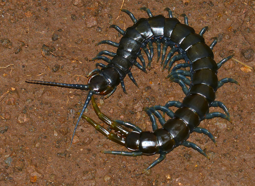 African Giant Centipede