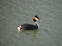 Podiceps cristatus