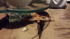 Citheronia equatorialis