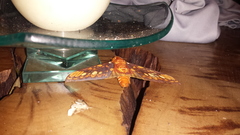 Citheronia equatorialis