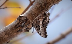 Charaxes achaemenes achaemenes