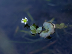 Ranunculus hederaceus