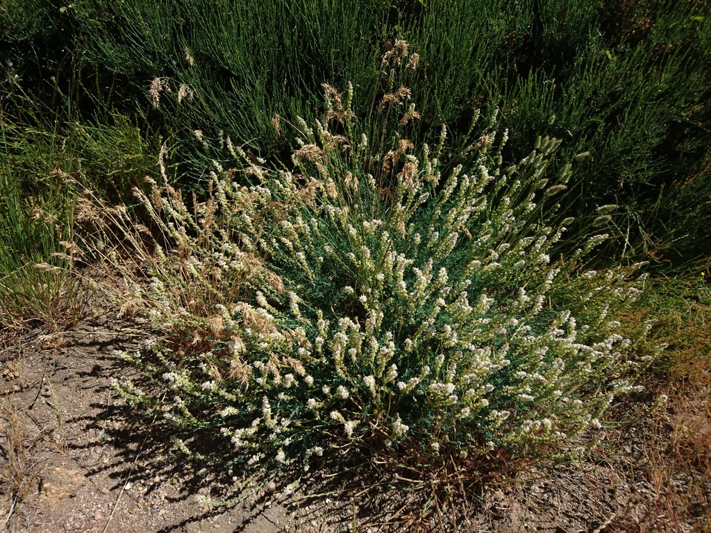 Reseda gredensis