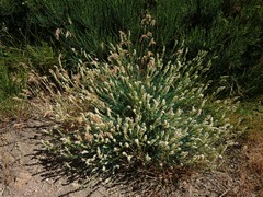 Reseda gredensis