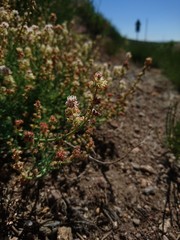Reseda gredensis