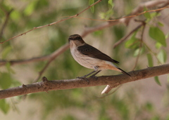 Oenanthe lugentoides