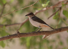 Oenanthe lugentoides