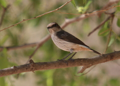 Oenanthe lugentoides