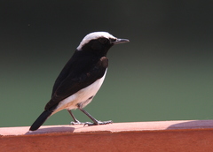 Oenanthe lugentoides