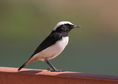 Oenanthe lugentoides