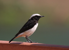 Oenanthe lugentoides