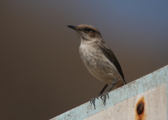 Oenanthe lugentoides