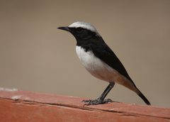 Oenanthe lugentoides