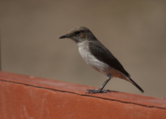 Oenanthe lugentoides