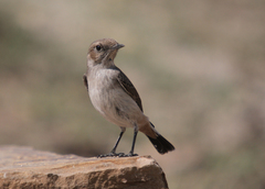 Oenanthe lugentoides