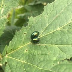 Oreina gloriosa