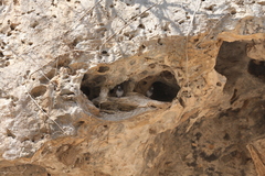 Columba livia palaestinae