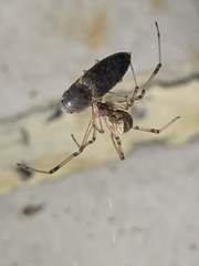 Latrodectus geometricus
