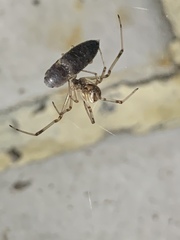 Latrodectus geometricus