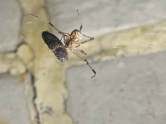 Latrodectus geometricus