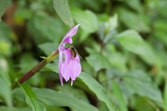 Philoliche longirostris