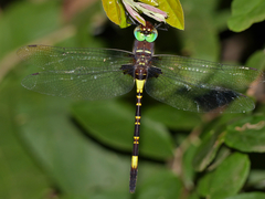 Phyllomacromia contumax