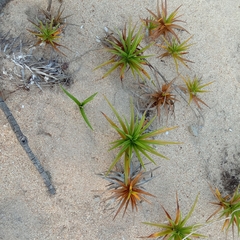 Cyperus pedunculatus