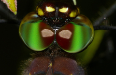 Phyllomacromia contumax