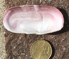 Solecurtus strigilatus